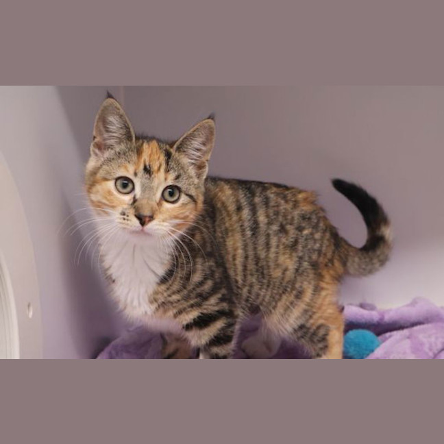 Photo of Rosia