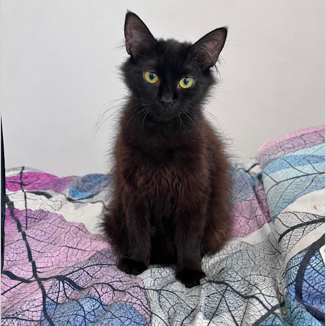 Photo of Kiwi