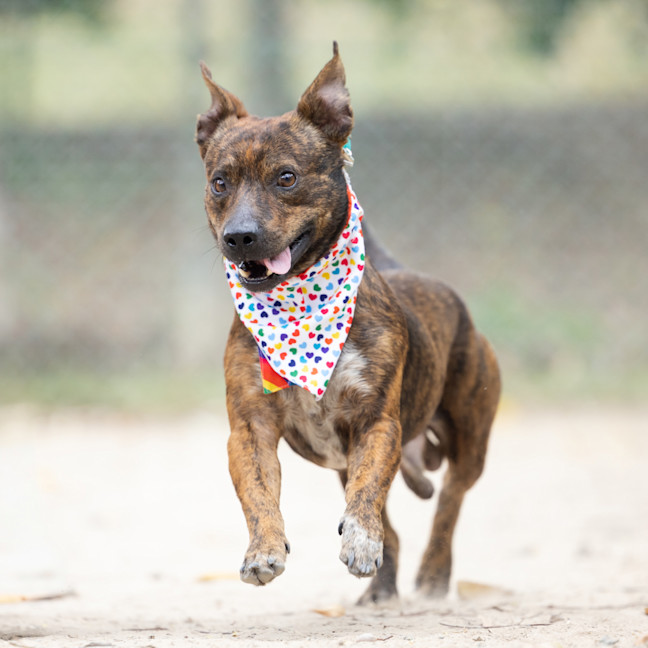 Photo of Archie Bear