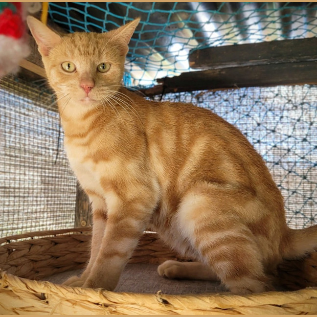 Photo of Verossa 