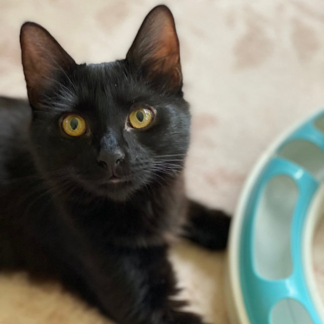 Photo of Pea