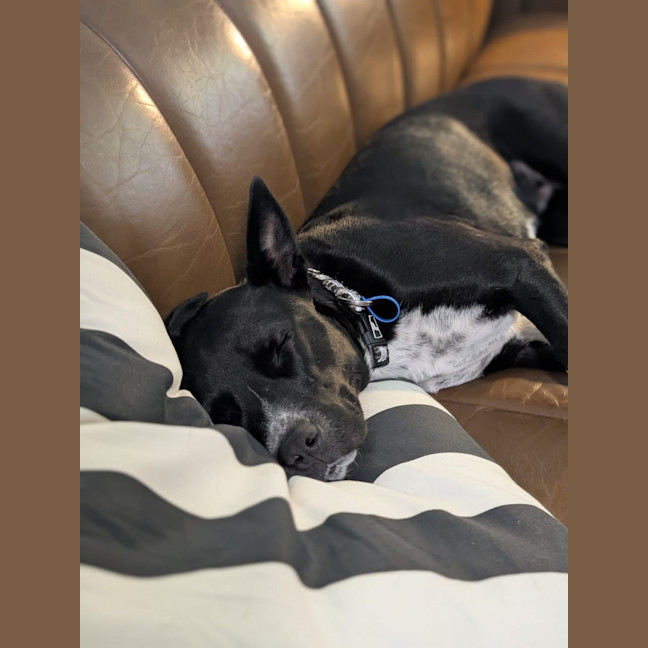 Photo of Oreo