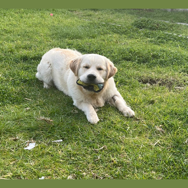 Photo of Walter (Was Cookie)