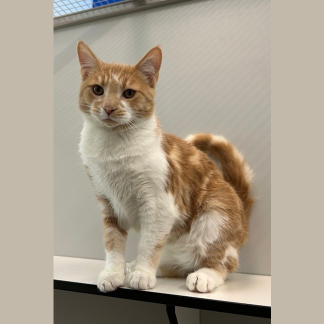 Photo of Jaskier (Bonded To Geralt)