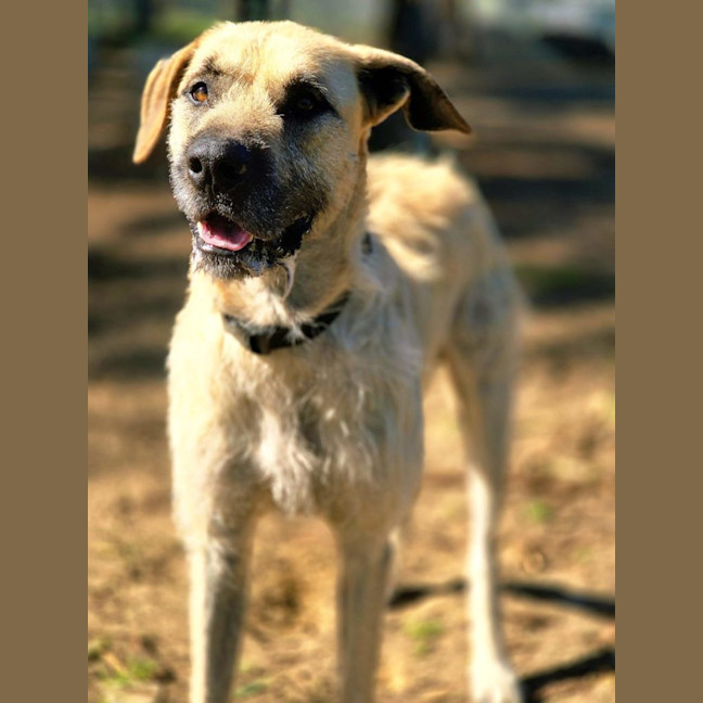 Photo of Moose