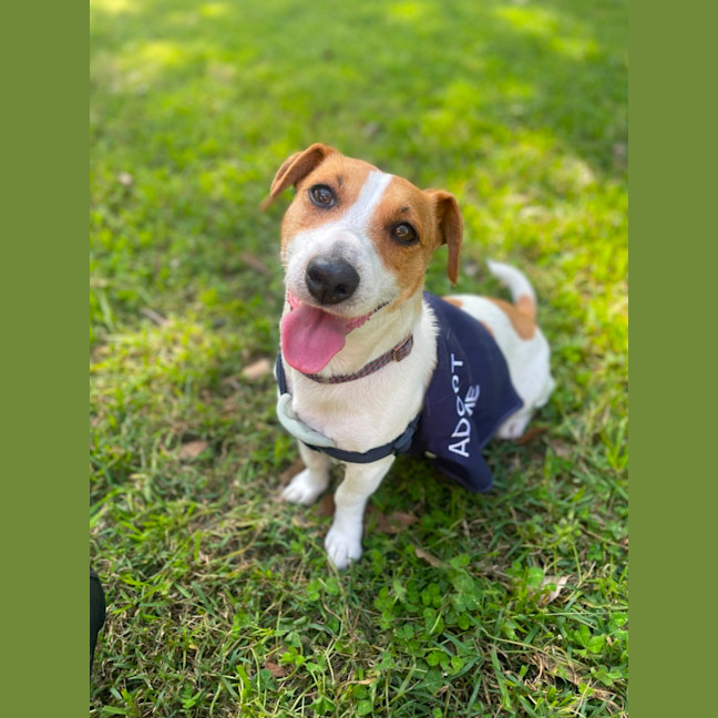 Photo of Elsa   3 Year Old Jack Russell X (Trial)