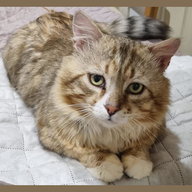 Photo of Lynx