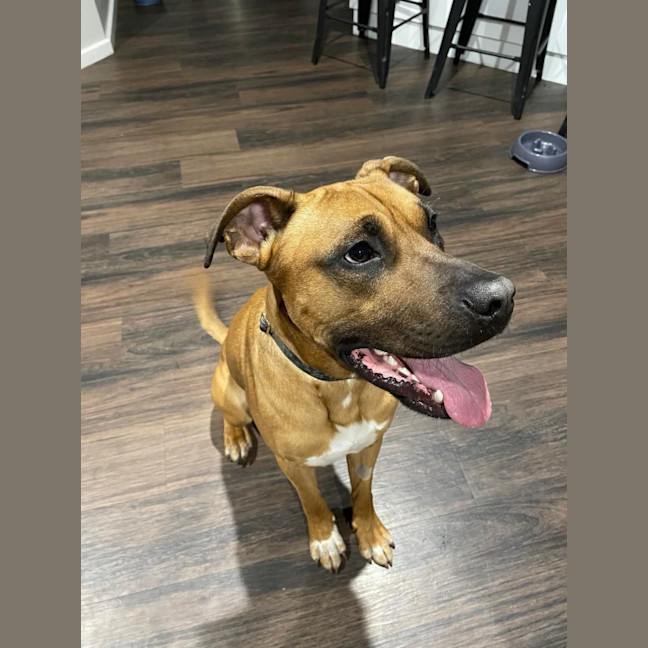 Photo of Apollo