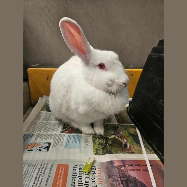 Photo of Fluffy