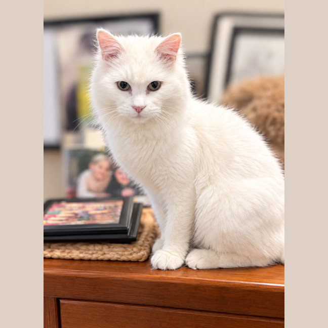 Photo of Sugar