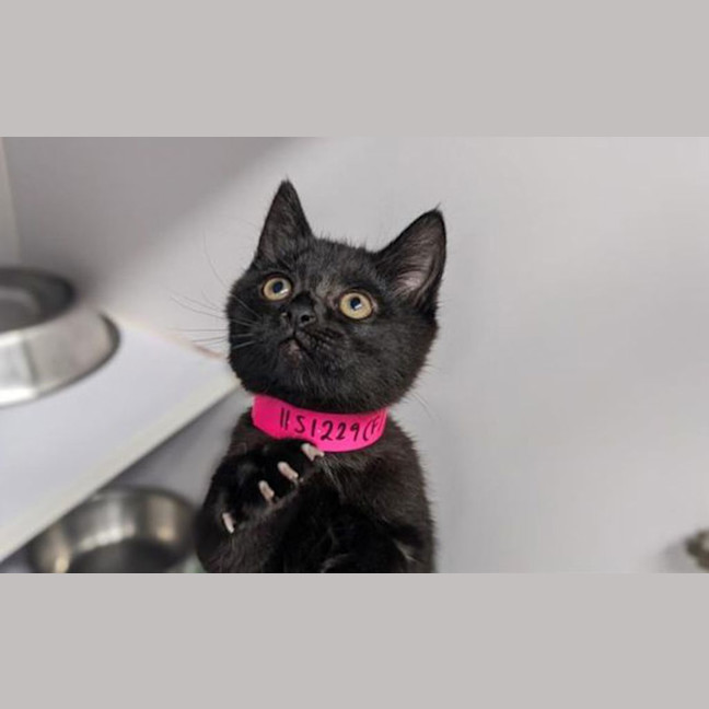 Photo of Willow