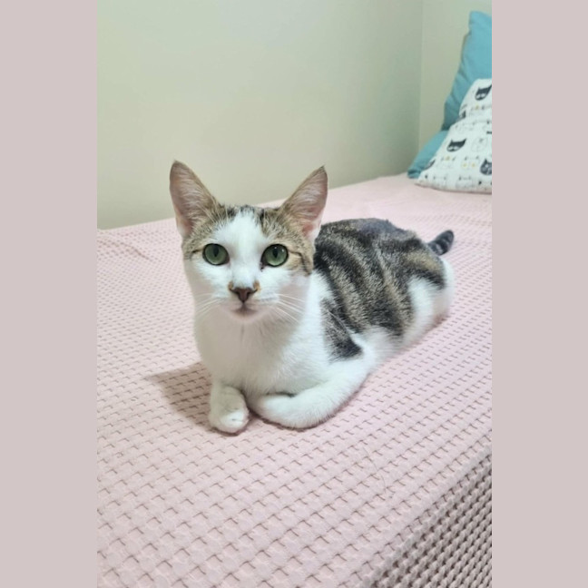 Photo of Bluebell