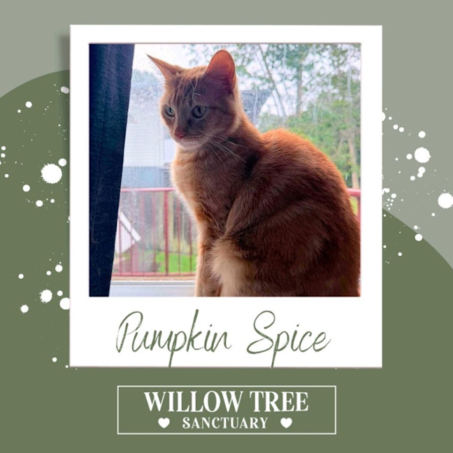 Photo of Pumpkin Spice
