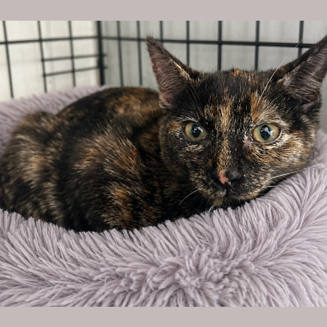 Photo of Pepper