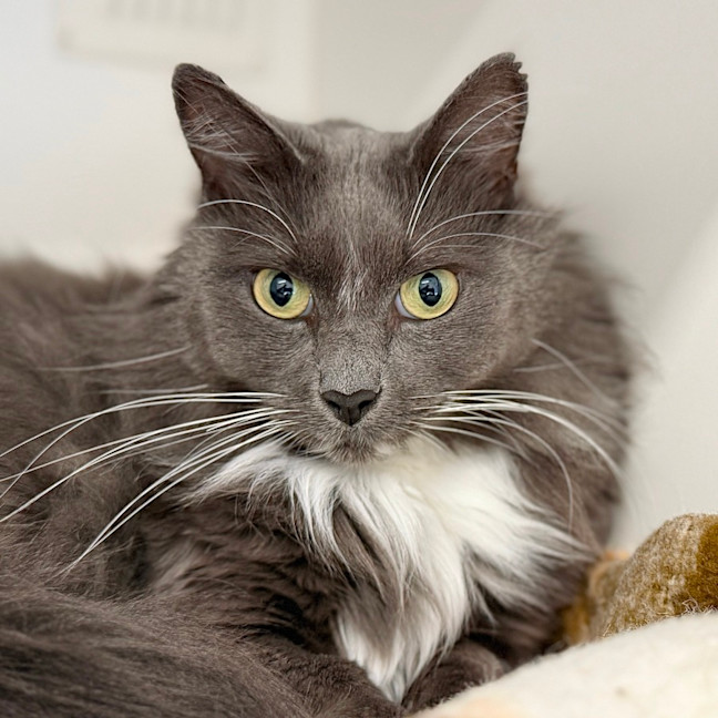 Photo of Lucky Socks