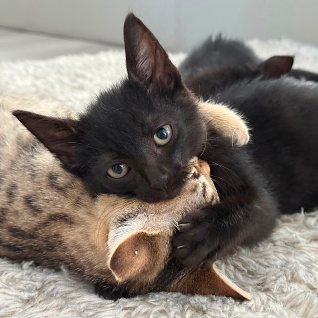 Photo of Elliott 🥥