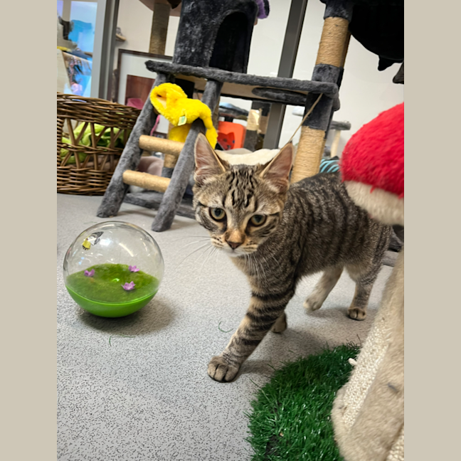 Photo of Blu