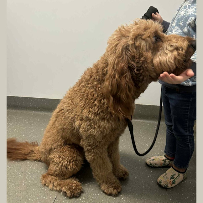 Photo of Lochie   21 Month Old Groodle