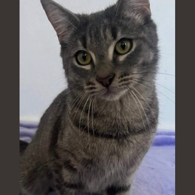 Photo of Cherry Plum 