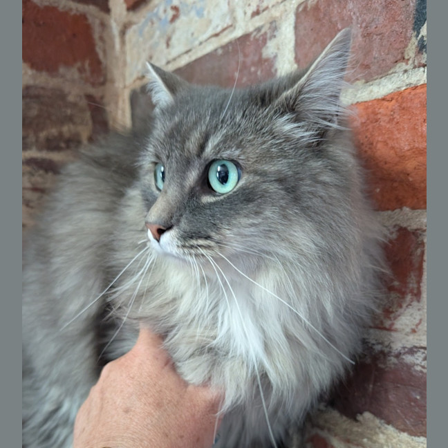 Photo of Nibbles