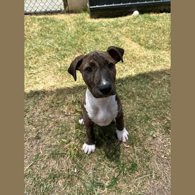 Photo of Snoopy 