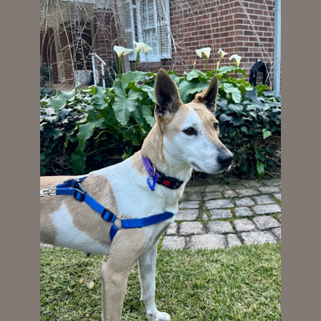 Photo of Heidi   3 Year Old Kelpie X