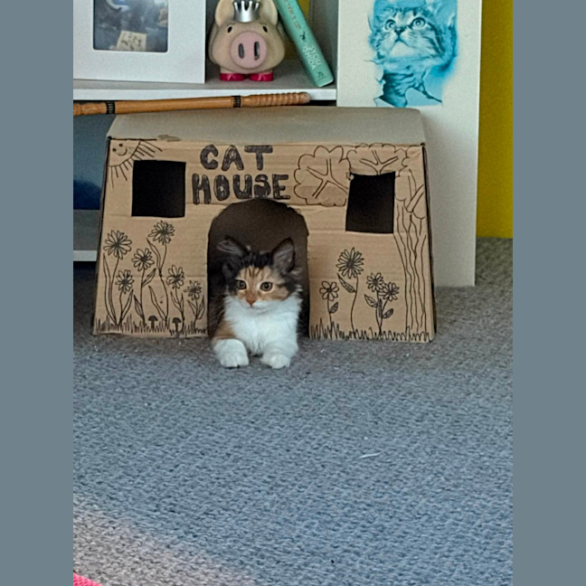 Photo of Barbara Meet Me@Petstock Mornington Nepean Hwy