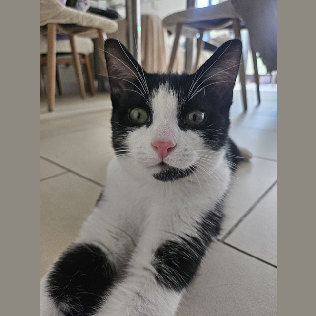Photo of Felix