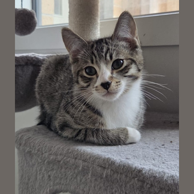 Photo of Koa