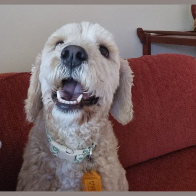 Photo of Soxy 
