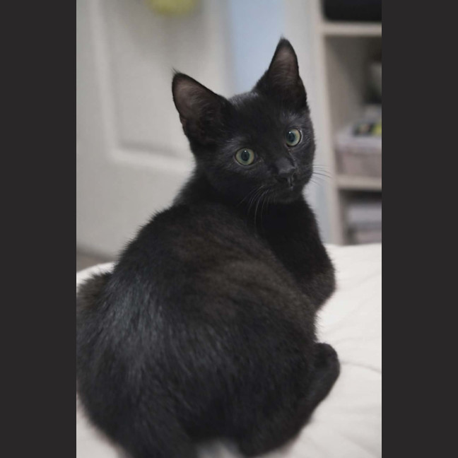 Photo of Stormy   4 Month Old Domestic Short Hair