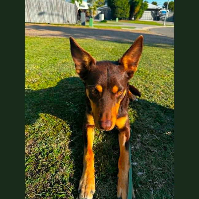 Photo of Rocky