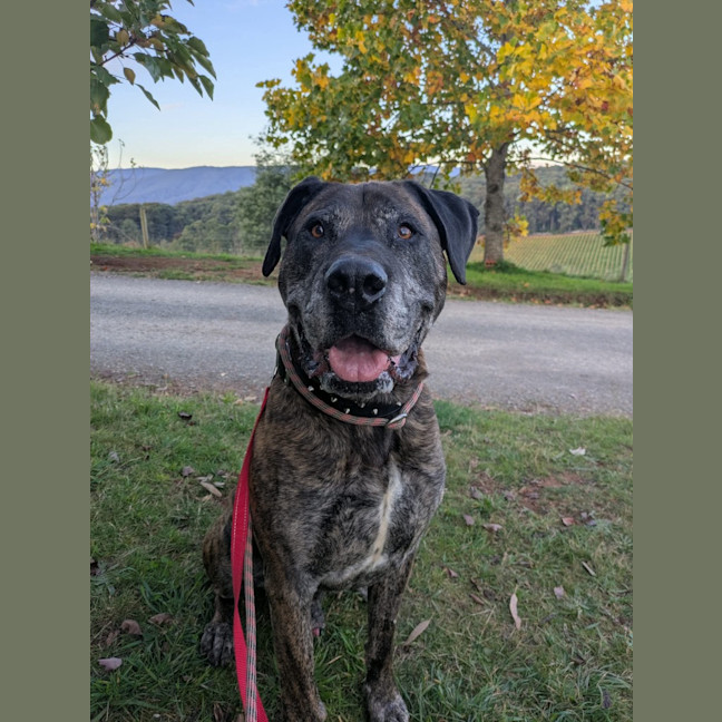 Photo of Dexter