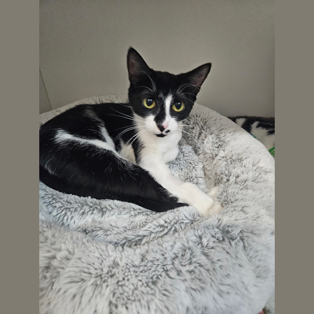 Photo of Stella