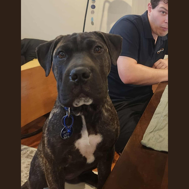 Photo of Sprout   9 Month Old Mastiff X