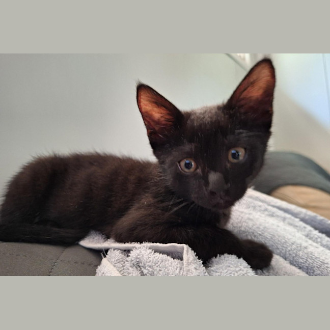Photo of Sprocket