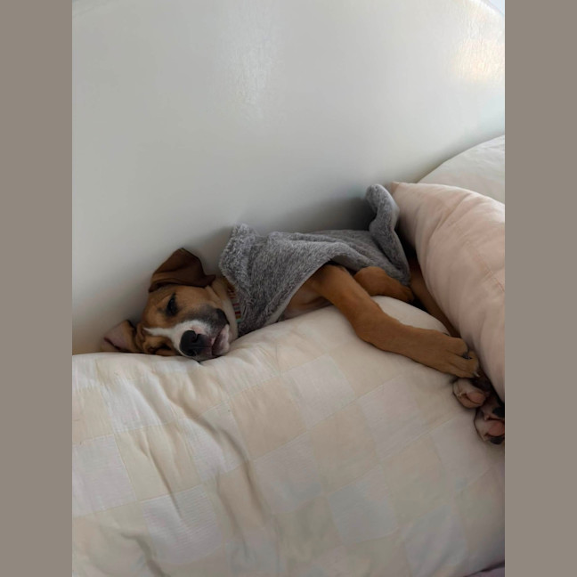 Photo of Nova