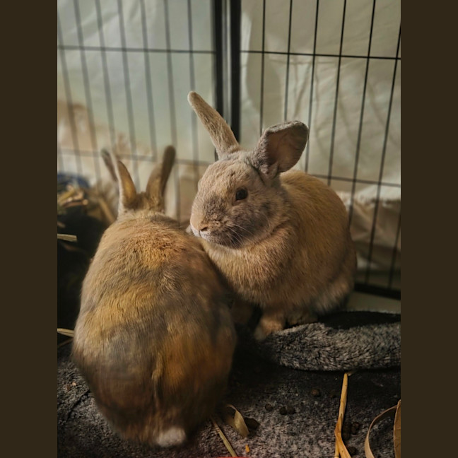Photo of Piepie & Thunder 