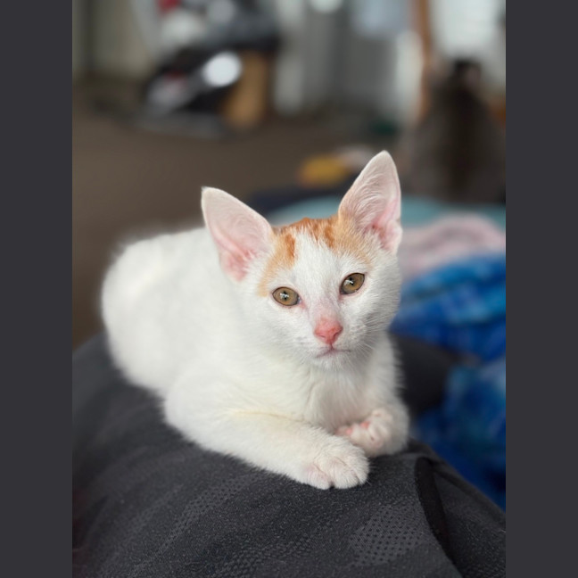 Photo of Bean **2nd Chance Cat Rescue**