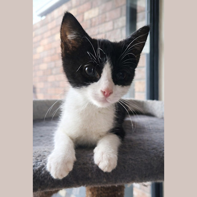 Photo of 🌸 Lily 🌸