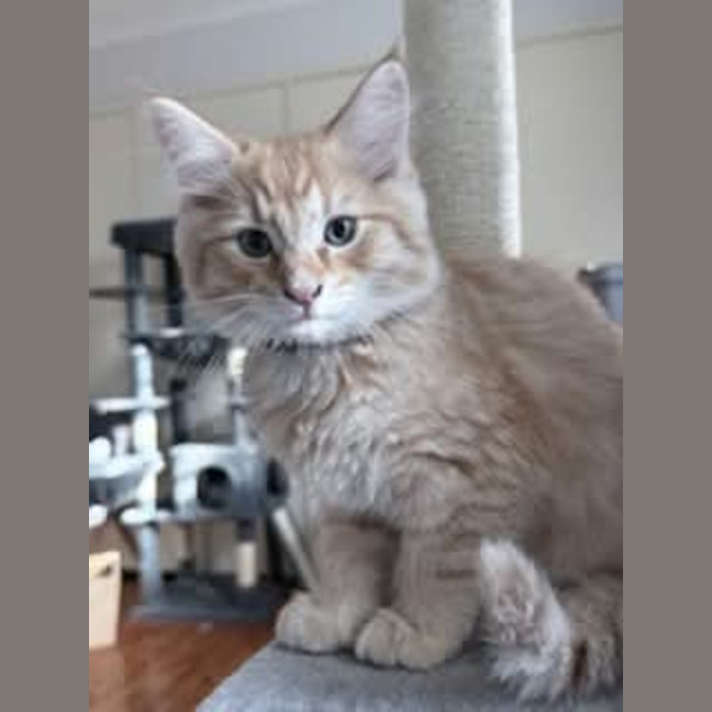 Photo of Gravy *9 Lives Project Rescue*
