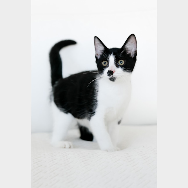 Photo of Archie