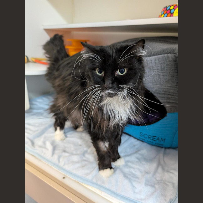 Photo of Mork