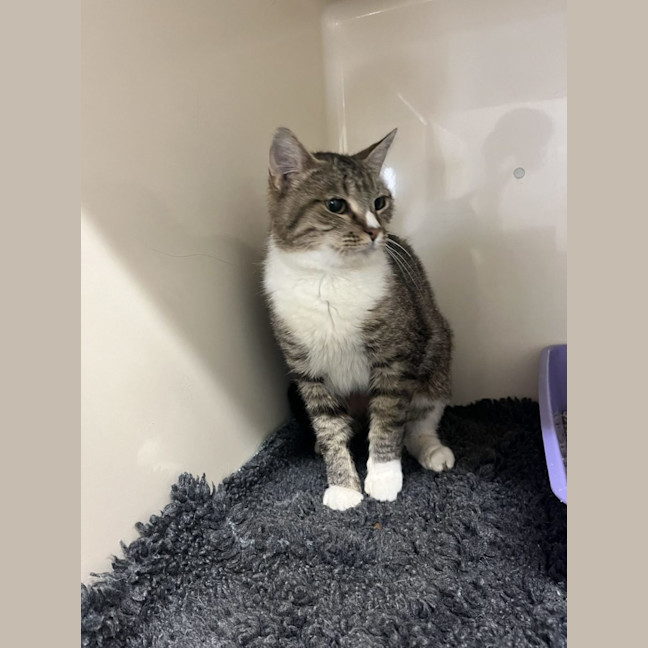 Photo of Sox