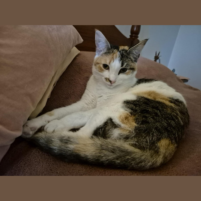 Photo of Lyra **2nd Chance Cat Rescue**