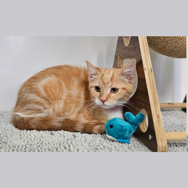 Photo of Mango