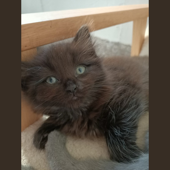 Photo of Hoshi
