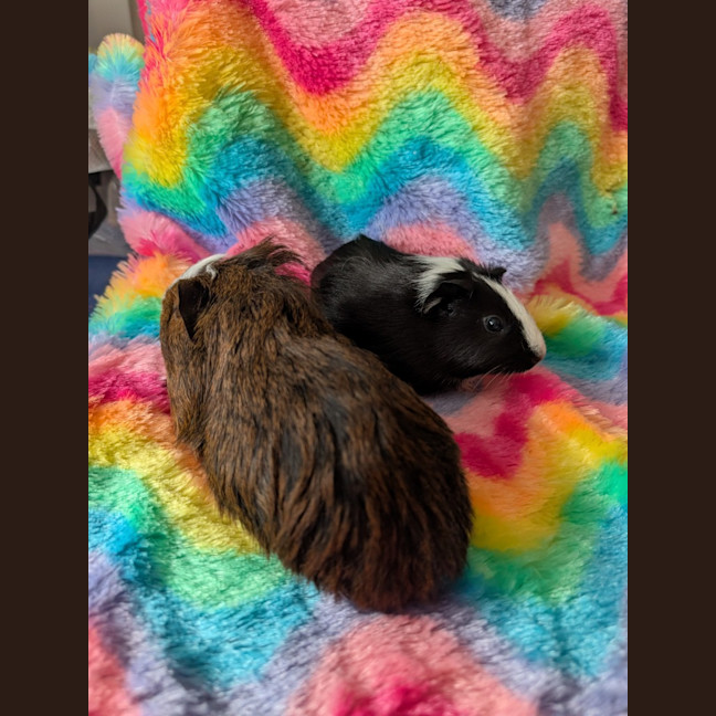 Photo of Soy / Satay