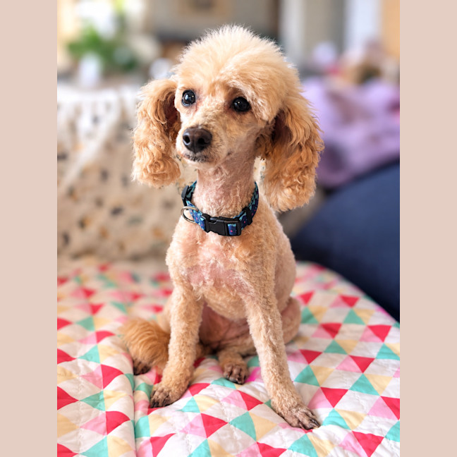 Photo of Lola