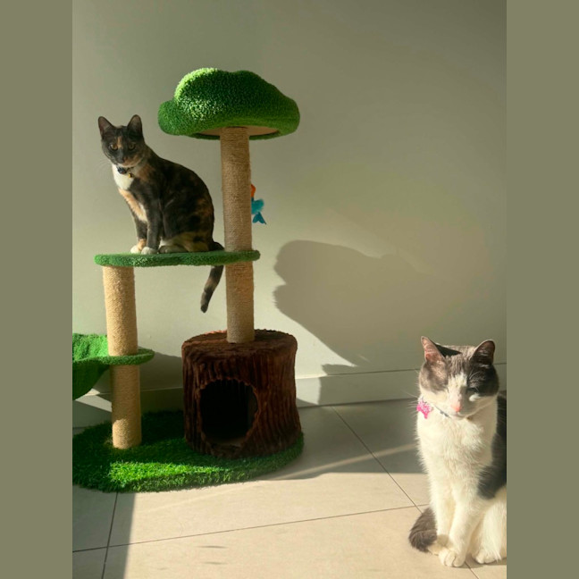 Photo of Luna